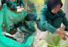 PANEN 63.200 BENUR UDANG VANAME