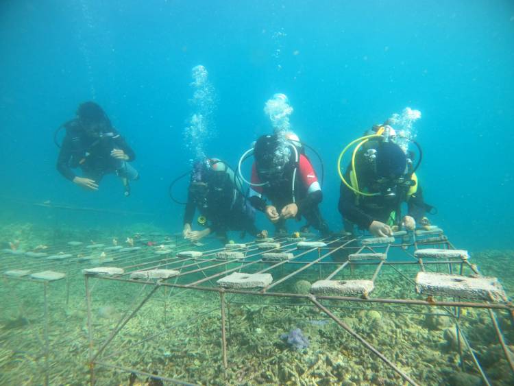 TRANSPLANTASI KARANG OLEH TARUNA POLITEKNIK KP BONE DI KEPULAUAN SELAYAR