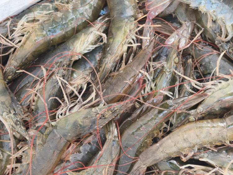 Panen Udang Vaname Kegiatan Teaching Factory Budidaya Udang 